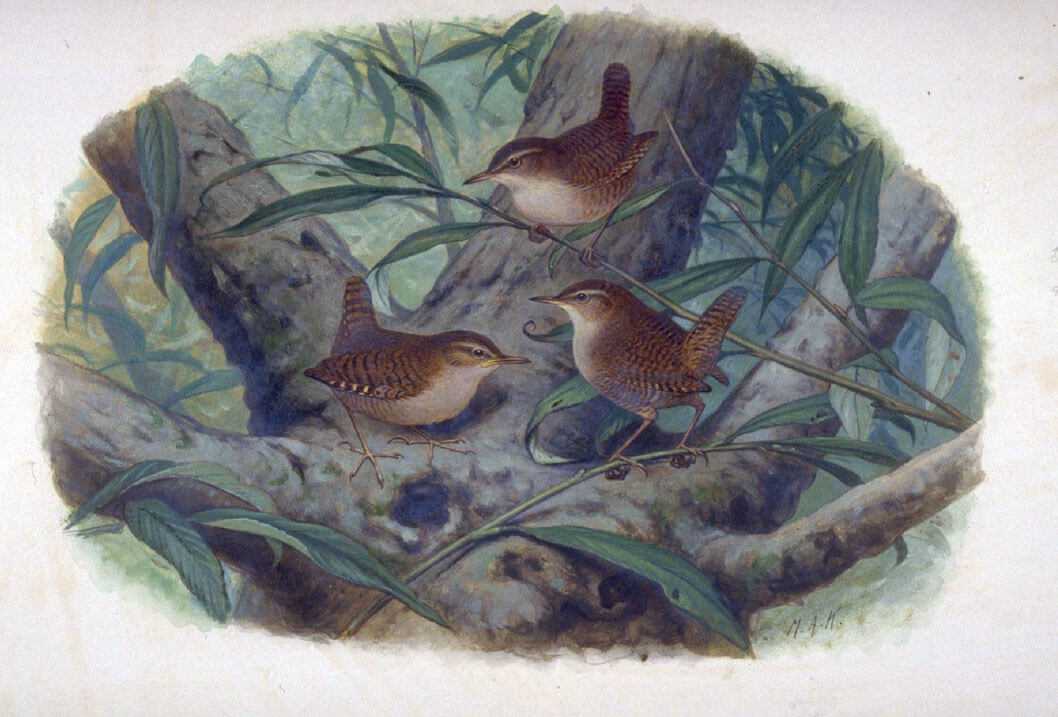 Koekkoek, M.A. (1873-1944), Naturalis Biodiversity Center, License CC0 Public Domain