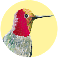 Anás colibrí